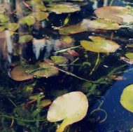 Relax at Waterside Holistic Therapies